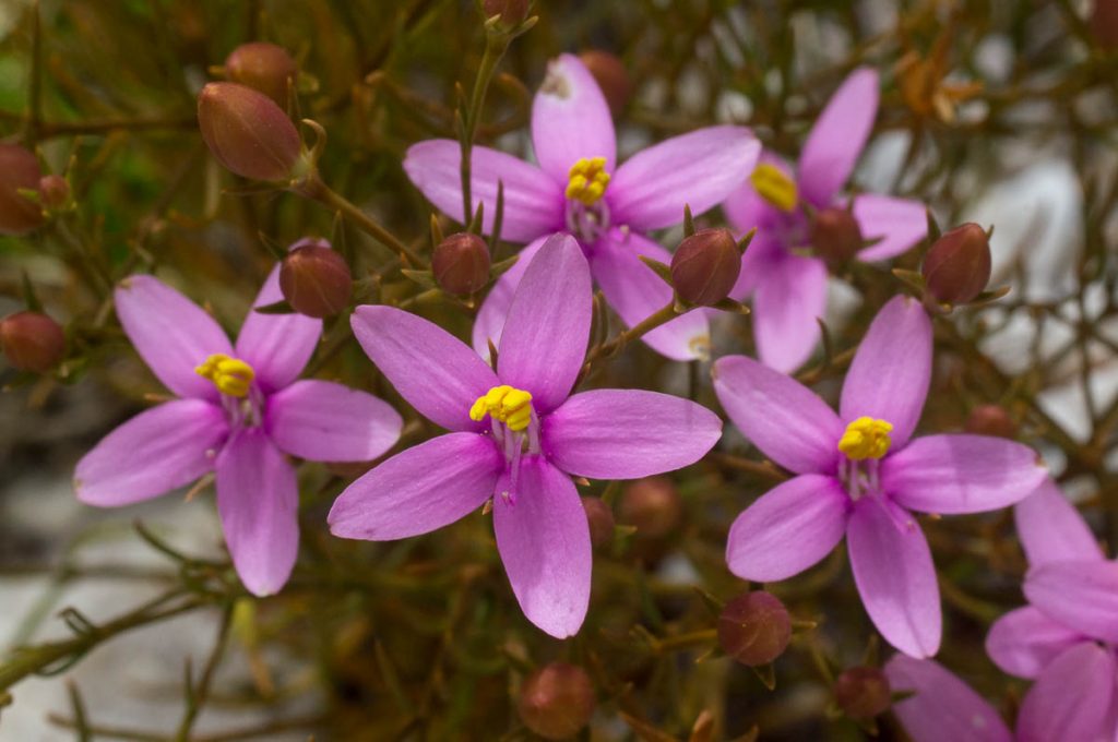 Chironia linoides subsp. nana (Gentianaceae)