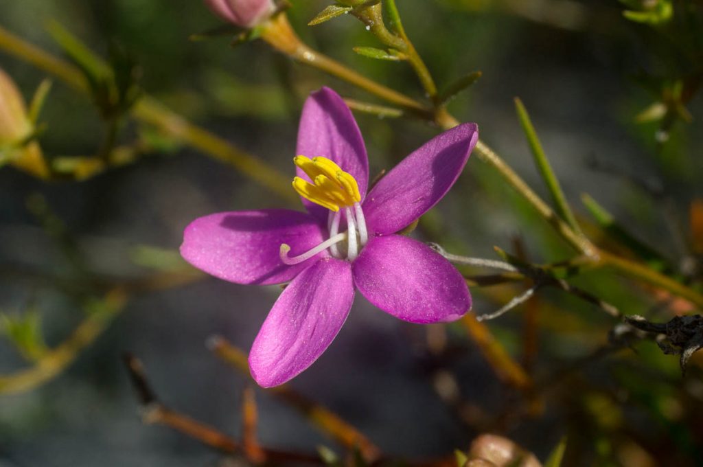 Chironia linoides subsp. nana (Gentianaceae)