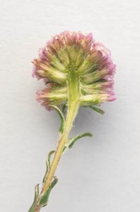 Stoebe capitata (Asteraceae) flowerhead cross-section