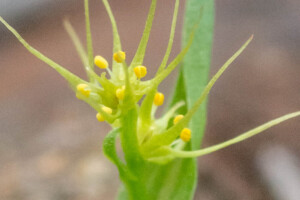 Wurmbea glassii (Colchicaceae) close-up flower