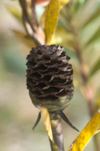Leucadendron xanthoconus (Proteaceae) cone