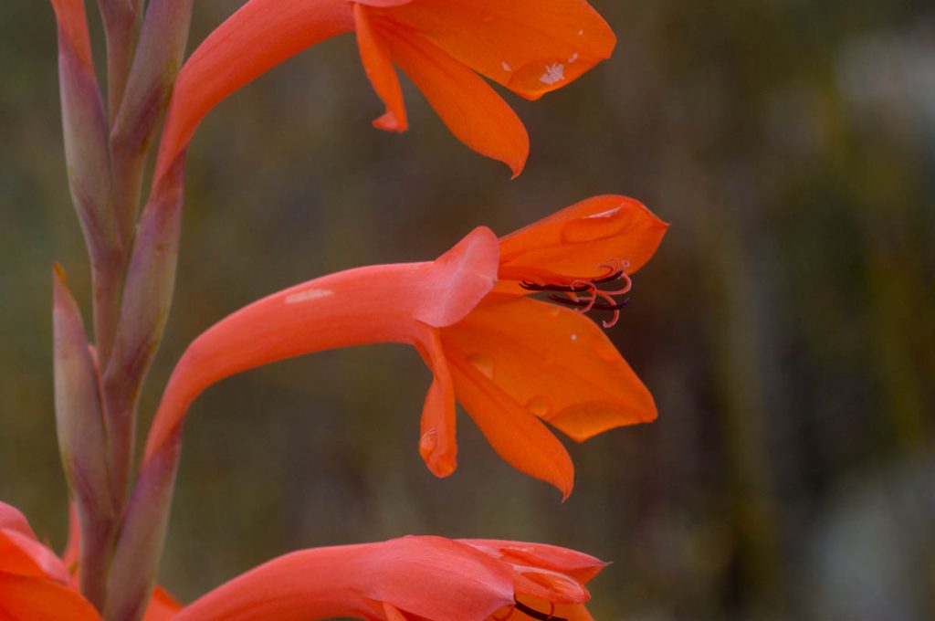 Watsonia schlechteri (Iridaceae) flower