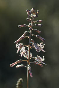 Drimia media (Hyacinthaceae)