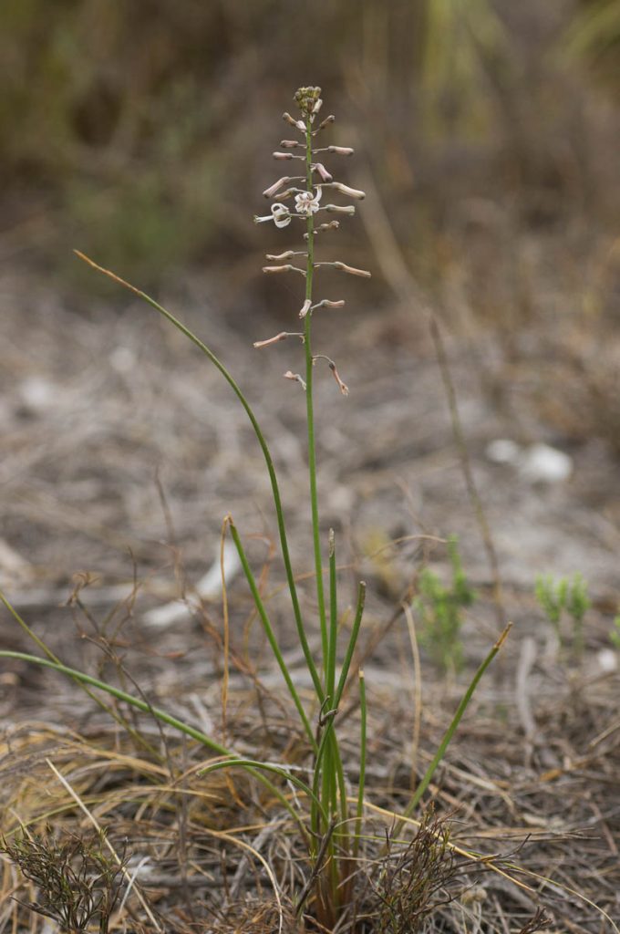 Drimia media habit (Hyacinthaceae, Asparagaceae, Scilloideae)