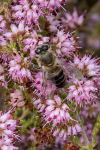 Erica ericoides (Ericaceae) with honey bee (Apis mellifera)