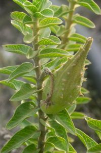 Gomphocarpus cancellatus (Apocynaceae) seedpod