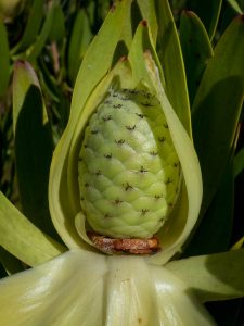 Leucadendron laureolum female flowering cone (Proteaceae)