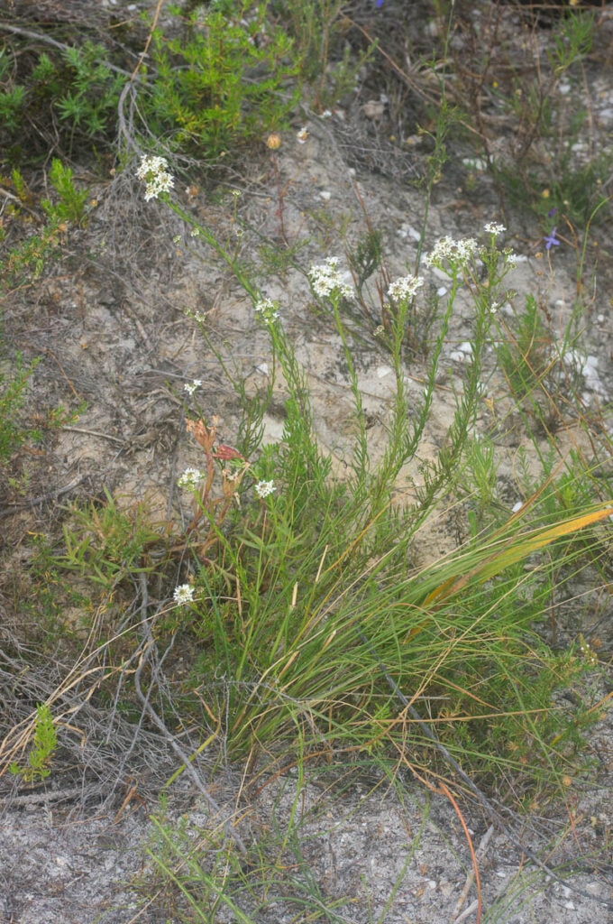Pseudoselago gracilis (Scrophulariaceae)
