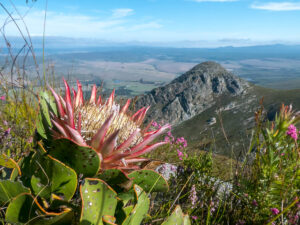 Protea cynaroides (Proteaceae) and Phillipskop