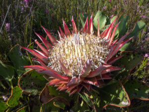 Protea cynaroides (Proteaceae) red flowered