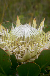Protea cynaroides (Proteaceae) white flowered
