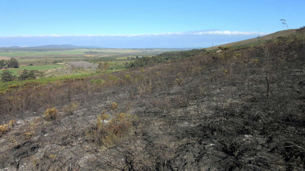 Burnt fynbos after the controlled burn