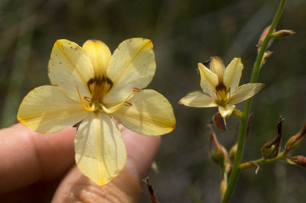 Comparison in flower size between Wachenorfia paniculata and Wachendorfia brachyandra