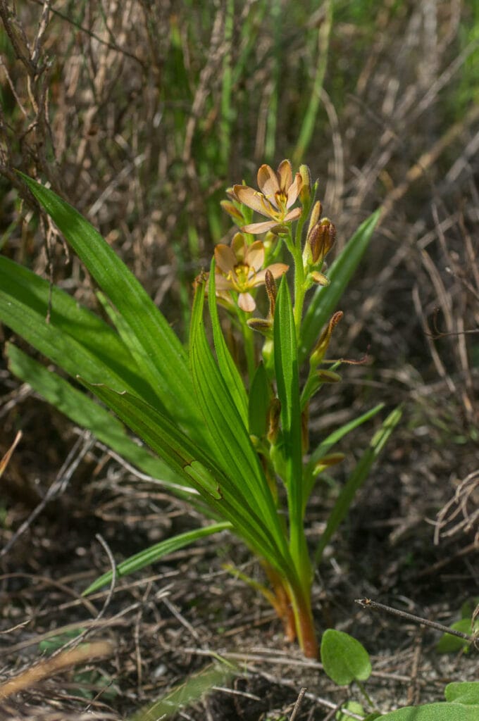 Wachendorfia multiflora (Haemodoraceae)