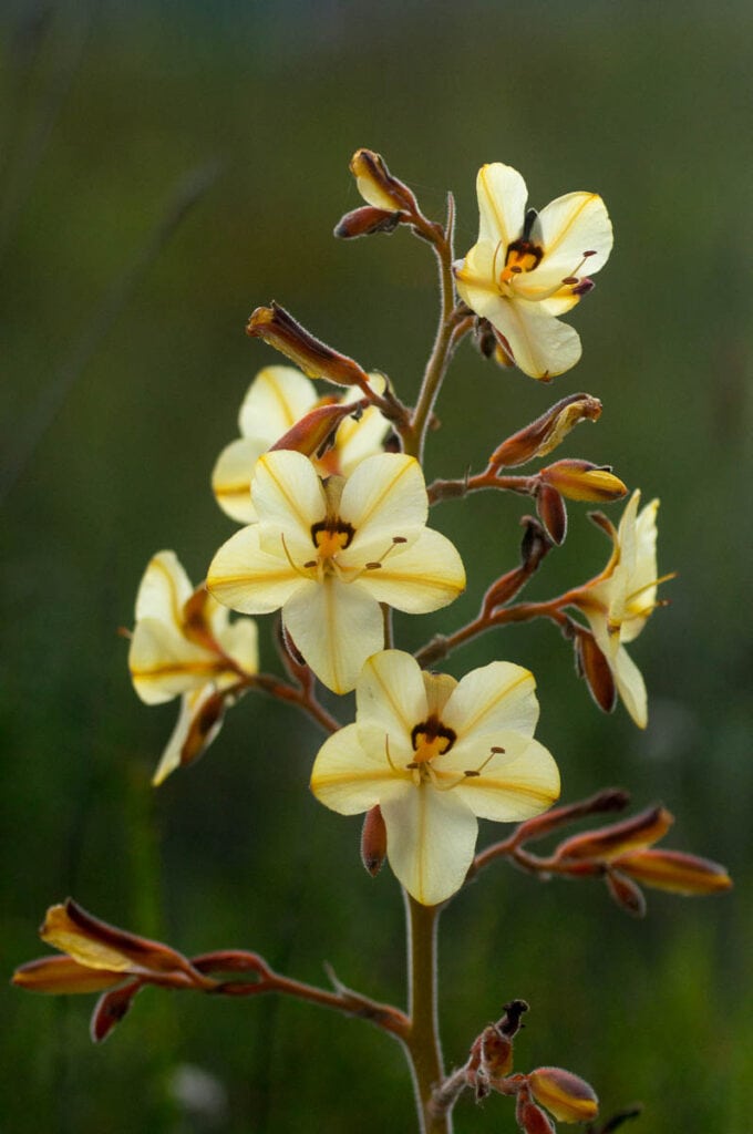 Wachendorfia paniculata (Haemodoraceae)