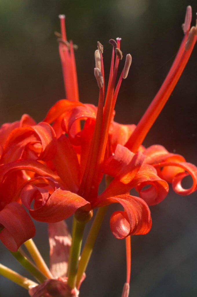 Nerine sarniensis (Amaryllidaceae) flower close-up